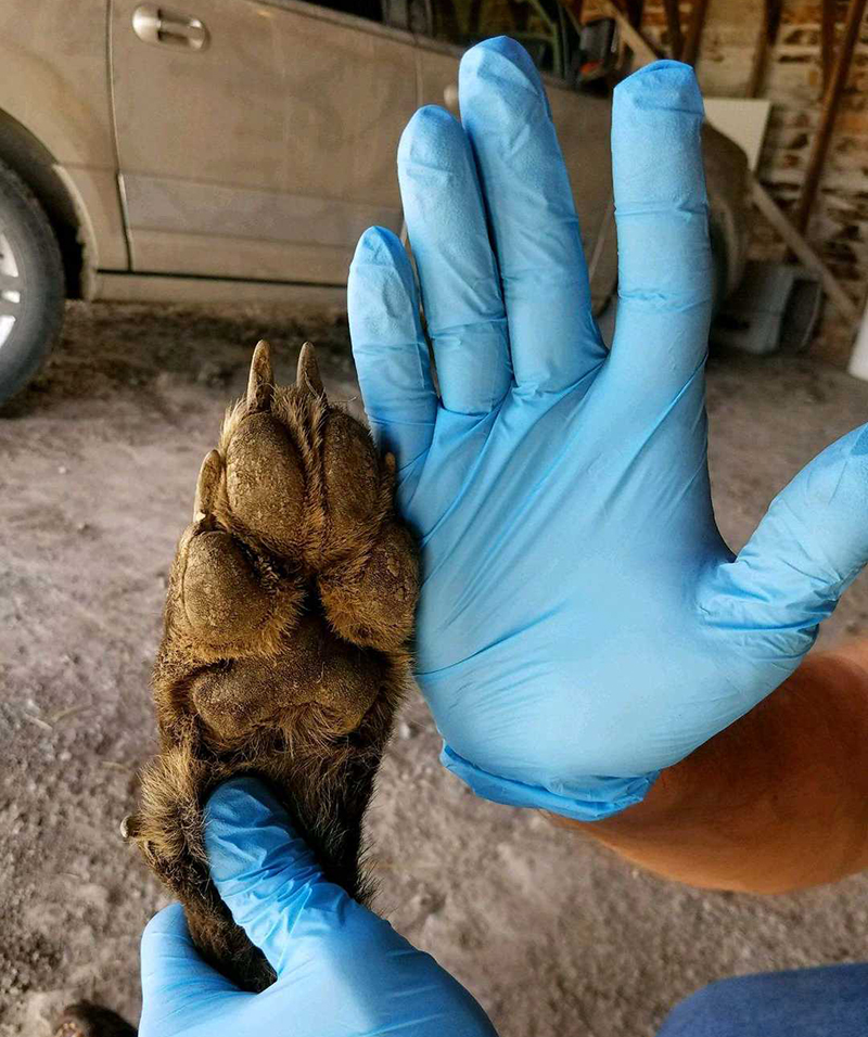 Foto: Servicio de Pesca y Vida Salvaje de Montana